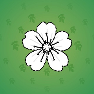 Sakura Flower #87870